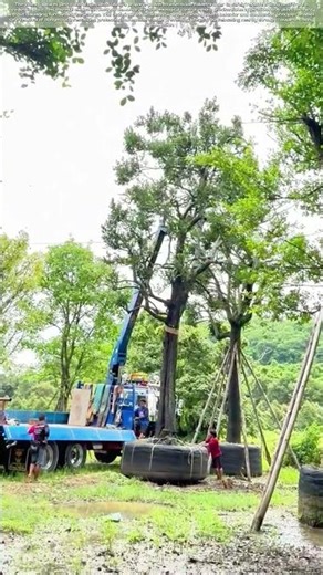 Lifting Giants: How Mobile Cranes Revolutionize Tree Transportation