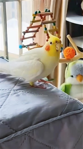This Cockatiel’s Happy Dance is Pure Joy! 🦜✨ #cockatielscraze