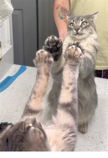 Meet the Big Fluffy Cat with a Vibrant Personality