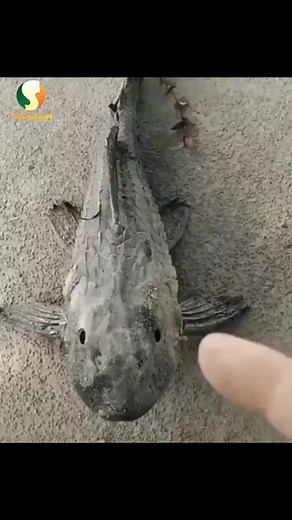 708K views · 10K reactions | Tarihin Sucker Mouth Cat fish #suckermouthcatfish #pleco #mystery #mysteriousfish #Sodikat #s.meamalari | Saddika Umar Meamalari | Facebook