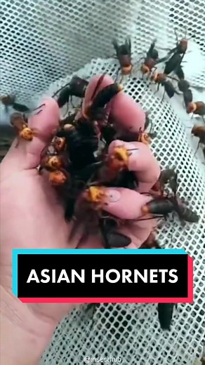 Asian Giant Hornet Facts and Behavior | Discover More About these Hornets