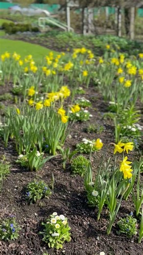 4K Nature: New Growth in the Garden 🌼🌱 #Shorts #ASMR #SpringAwakening