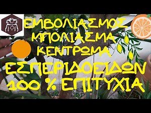 ΕΜΒΟΛΙΑΣΜΟΣ - ΜΠΟΛΙΑΣΜΑ - ΚΕΝΤΡΩΜΑ ΕΣΠΕΡΙΔΟΕΙΔΩΝ ΜΕΓΑΛΟ ΠΟΣΟΣΤΟ ΕΠΙΤΥΧΙΑΣ🍊🍋🍊🍋(GRAFTING TREES)
