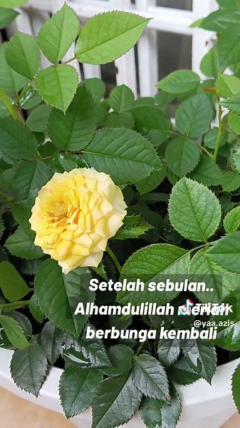 Menanam Pokok Bunga Rose Cameron: Panduan Lengkap