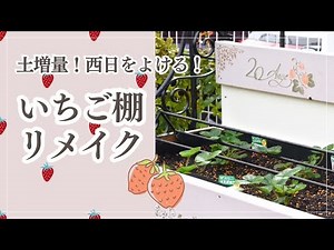 DIY･Garden ｜ガーデニングの小さな楽しみ🍓いちご棚をリメイクする🍓｜ Re-making a new strawberry raised bed