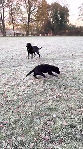 So. Much. Energy. 🐕💨😵 #viralhog #blacklab #dogs #zoomies | ViralHog