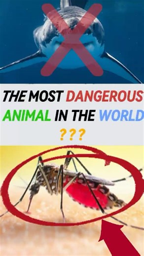 Most Dangerous Animal On Earth Will Surprise You #mindblown #facts #shorts