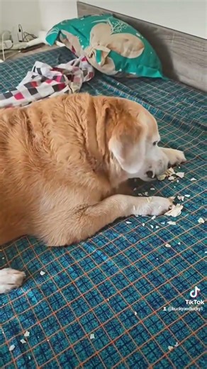 One is waiting patiently, the other is having whole party on the bed Which one is your dog
