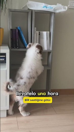 🇹🇷 Aprende turco | turco para hispanohablantes | turco para principiantes