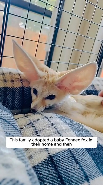 This family adopted a baby fennec fox in their home and then #animalshorts #shortvideo #animal #animalrescue