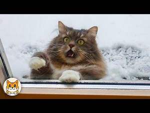 FUNNY CATS That Will Make You Cry Laughing! 😂🐾