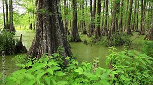 Louisiana swamp filled with Cypress Trees at Cypress Island Preserve