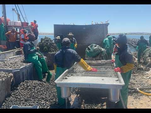 NEF Investee Spotlight | Imbaza Mussels