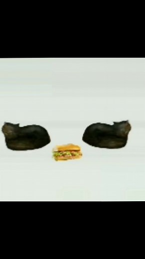 #catmeme #breadcat #subway #gatopan #meowmemes