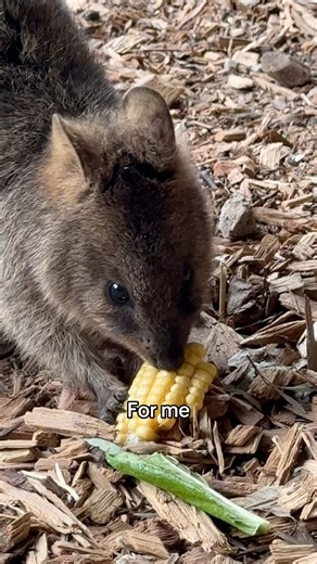12K views · 363 reactions | Quokkas really like corn  | Sydney Zoo | Facebook