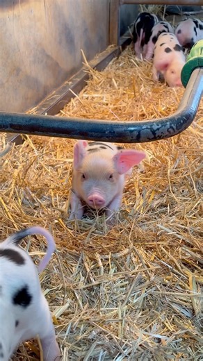 One Piglet Busy, One Piglet Blissful #piglet #cuteanimals #animalmoments #babyanimals