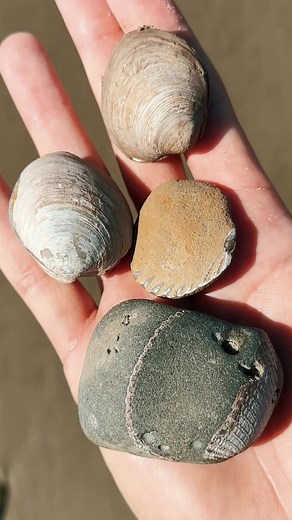 How to Find Fossils on the Beach Easily!
