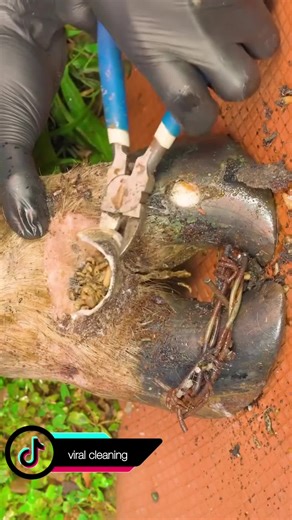 Effective Hoof Care and Trimming Techniques