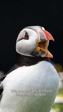 Meet the Atlantic Puffin | Species 101