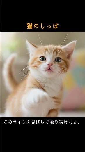 ⚠️これ知らないと嫌われる！？猫のしっぽが出す「危険」なサイン #猫 #shorts #ねこ #ねこたんの解説 #猫のいる生活 #ねこ #ねこたんの解説 #猫のいる生活 #眠る #改善睡眠品質