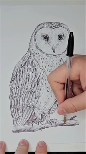 beautiful sketch of a barn owl Part 2🦉🎨