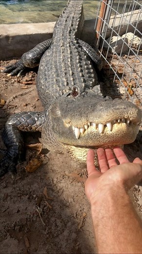 Gator bellowing! The first clip is Casper bellowing a few years ago, and the last clip is him bellowing just this morning during my tours! 🐊😤🐊 So impressive to hear in person, but even more impressive to FEEL the vibrations, because this close I can feel it move through my whole body! They even used gator bellow sounds in the T-Rex roar in Jurassic park! Alligators bellow to convey health and size information to surrounding gators for breeding, social, and territorial reasons. They bellow yea