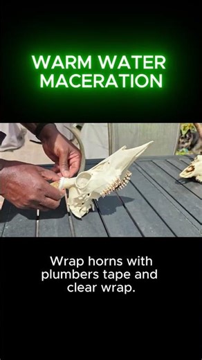 DIY Euro Mount Warm Water Maceration Method for Deer Skulls