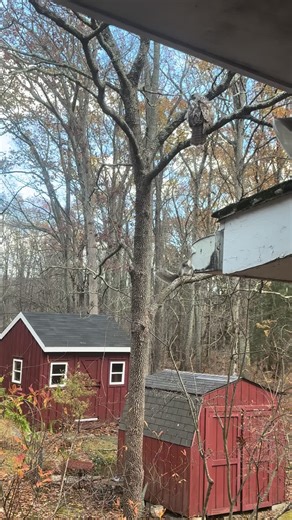 Squirrel vs Hawk: A Nature Encounter