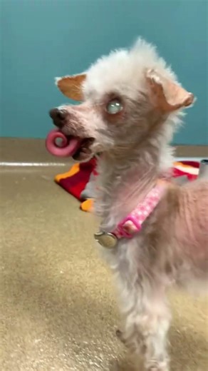 His Dog’s Final Walk Shocked Him 😨#horror