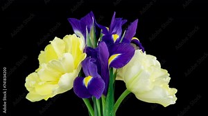 Spring bouquet of Irises, tulips rotates. Yellow and blue flower. Bud close-up. Floral background. Purple iris, white double tulip. Amazing colourful flowers blooming. Wedding, Valentines Day, Mothers