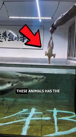 These Animals Have The Fastest Reflexes!