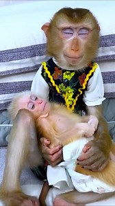 Monkey Kaka hugs and lulls baby monkey Mit to sleep looking so cute [Part 02] | Monkey TV
