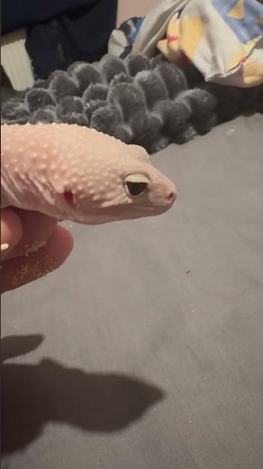 Beautiful Leopard Gecko | Calm Handling & Healthy Development 🦎
