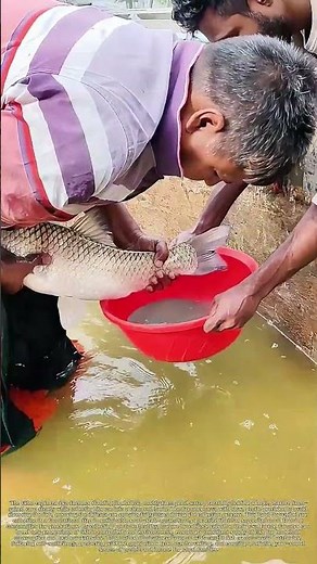 Harvesting Fish Roe: How Hand-Selected Spawn Sustains Rural Aquaculture Self-Sufficiency