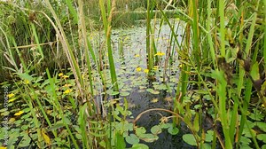 Bolotnotsvetnik shield-leaved, Nymphoides peltata, and other aquatic plants in a lake or river. Tall grass of a swampy area. The wind swings the cattail leaves. An overgrown pond with yellow flowers