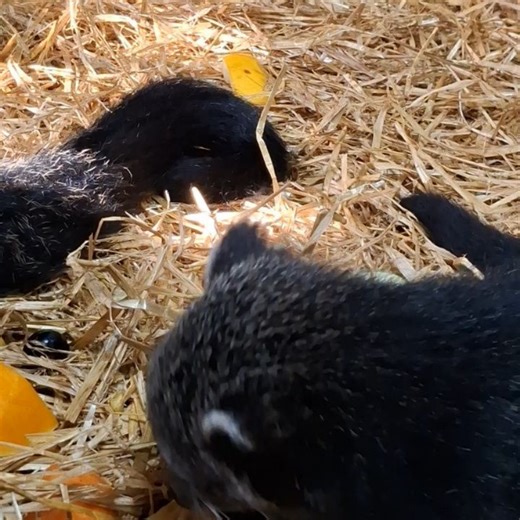 Wild Discovery on Reels