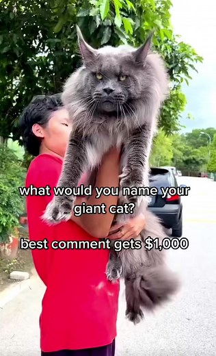Mainecoons are the biggest domestic cat breed in the world! #mainecooncats #savannahcats #f1savannah