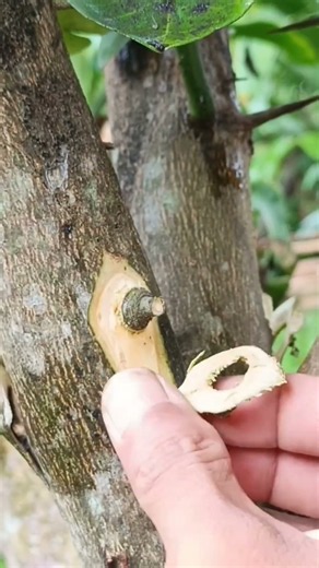 Replacing thorns with active buds🌳🌳 #fruitfarming #plantations #grafting