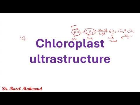 IAL Edexcel Biology Unit 4 - Photosynthesis - Part 1