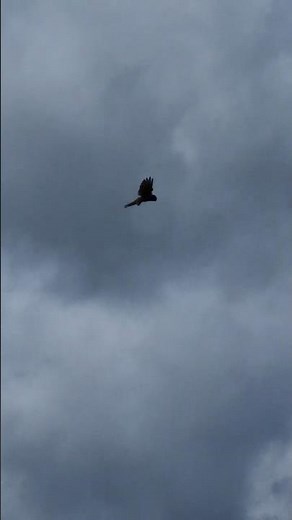 🦅 Kestrel Hovering Over Its Prey | Nature's Perfect Hunter