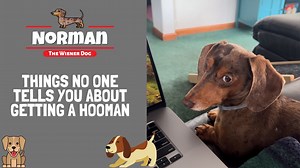 95K views · 2.6K reactions | Things No One Tells You About Getting a Hooman ‍♀️ | Norman The Wiener Dog | Facebook
