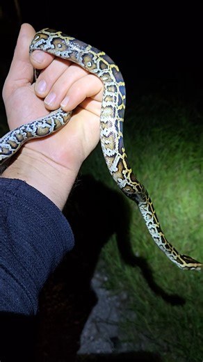Burmese Python in Florida #python #snake #wildlife #florida #nature