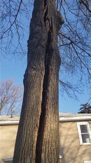 So Cold in Minneapolis the Trees Started EXPLODING