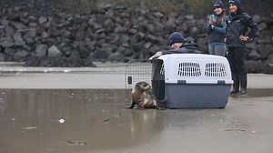 Today the Oregon Coast Aquarium successfully released the young northern fur seal found entangled by a plastic string. | Oregon Coast Aquarium
