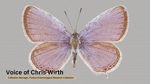 On Purdue University's campus, a hidden, world-renowned gem – a time machine of sorts – and its keeper are surrounded by over one million insects, some dating from nearly 150 years ago. Discover the wonders of the Department of Entomology 's Entomological Research Collection. https://purdue.ag/perc-gallery | Purdue Agriculture