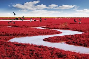 Red Beach in Panjin Shi