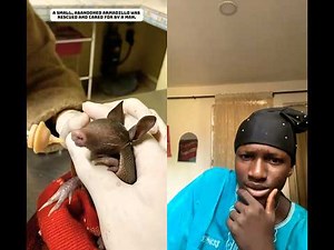 🛣️ Left Alone… Then Saved ❤️ | Baby Armadillo’s Incredible Rescue#wildlife