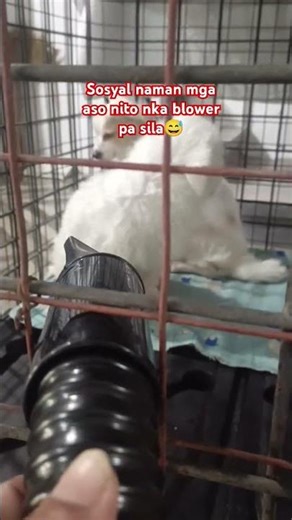 swerte nmn mga aso nito