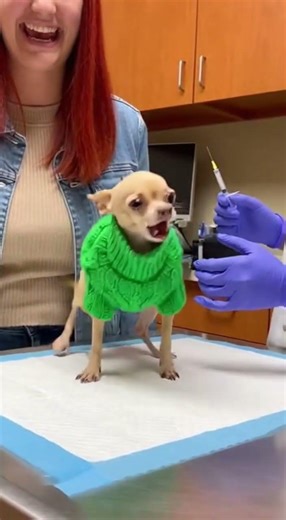 “Why do dogs hate injections so much? 💉🐶”