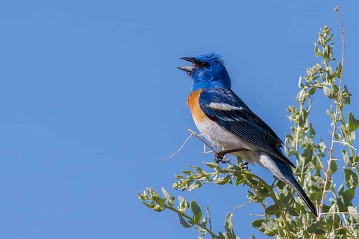 Types of Blue and Orange Birds